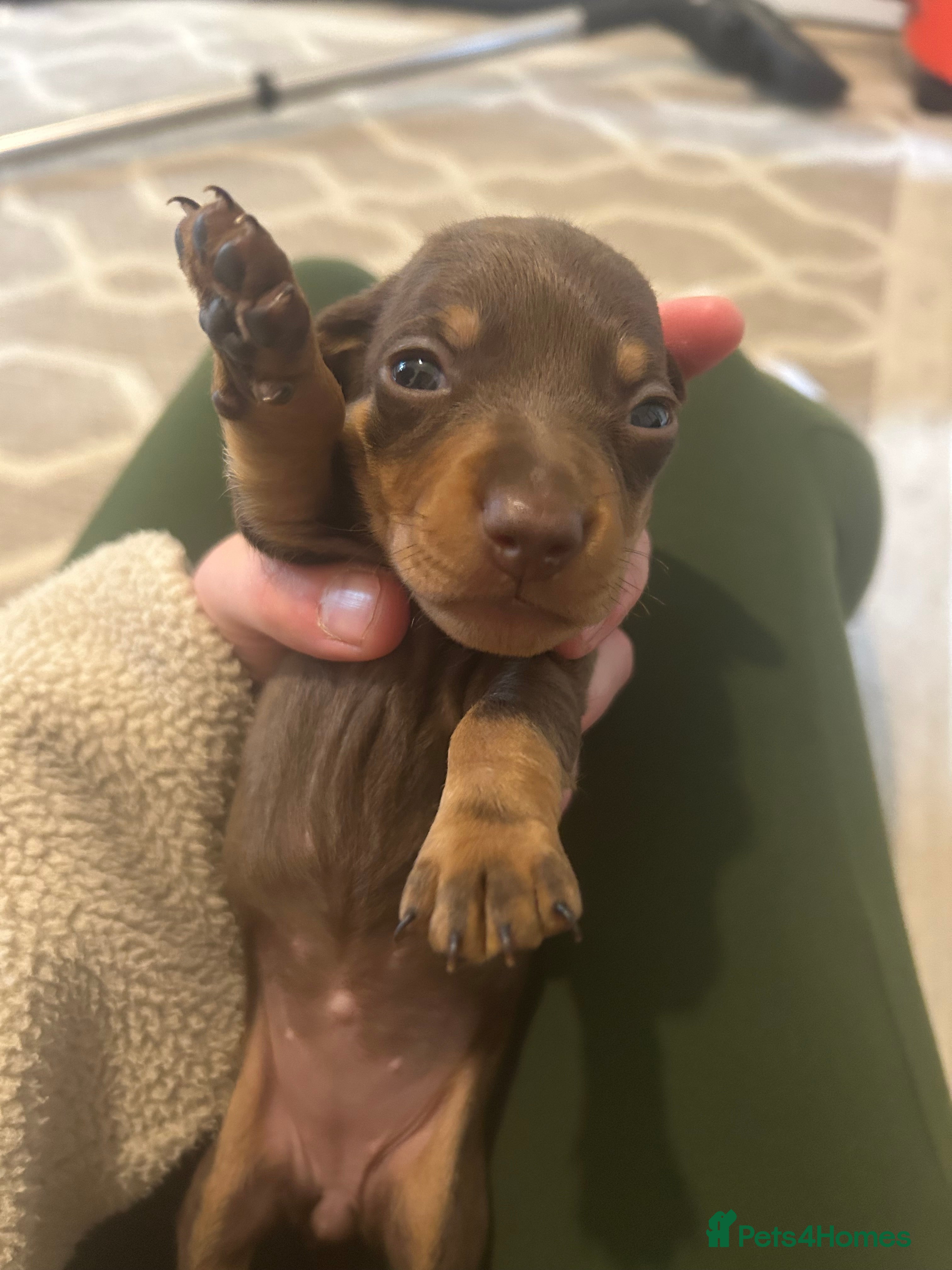 Miniature Dachshund Puppy 2