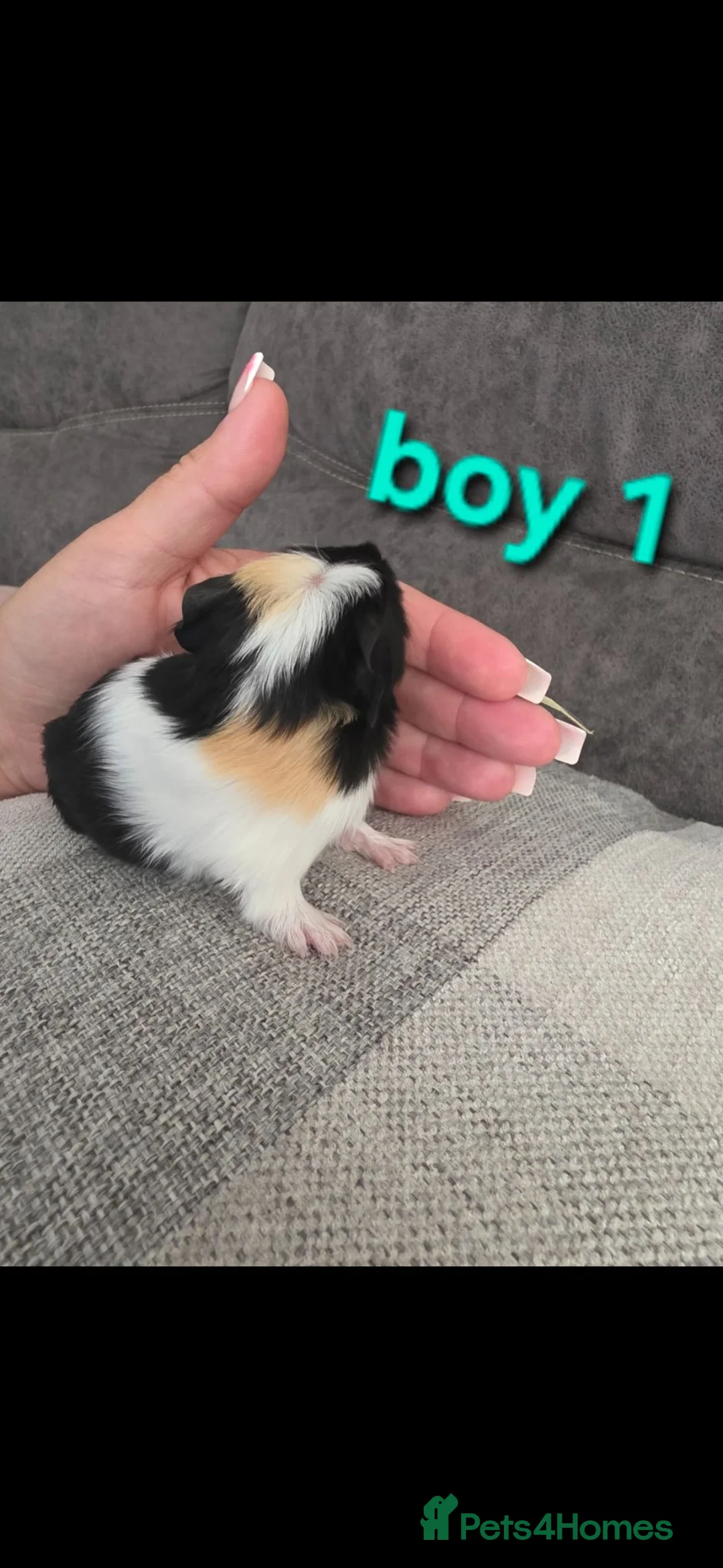 Guinea Pig rodents for sale: Guneapigs  - Advert 2