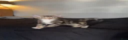 Mixed Breed cats for sale: Beautiful kitten  - Advert 6