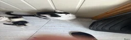 Mixed Breed cats for sale: Beautiful kittens for sale in Welwyn - Advert 1