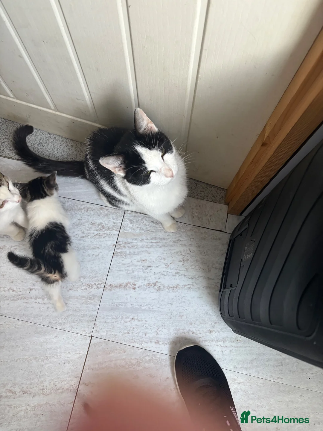 Mixed Breed cats for sale: Beautiful kittens for sale in Welwyn - Advert 1