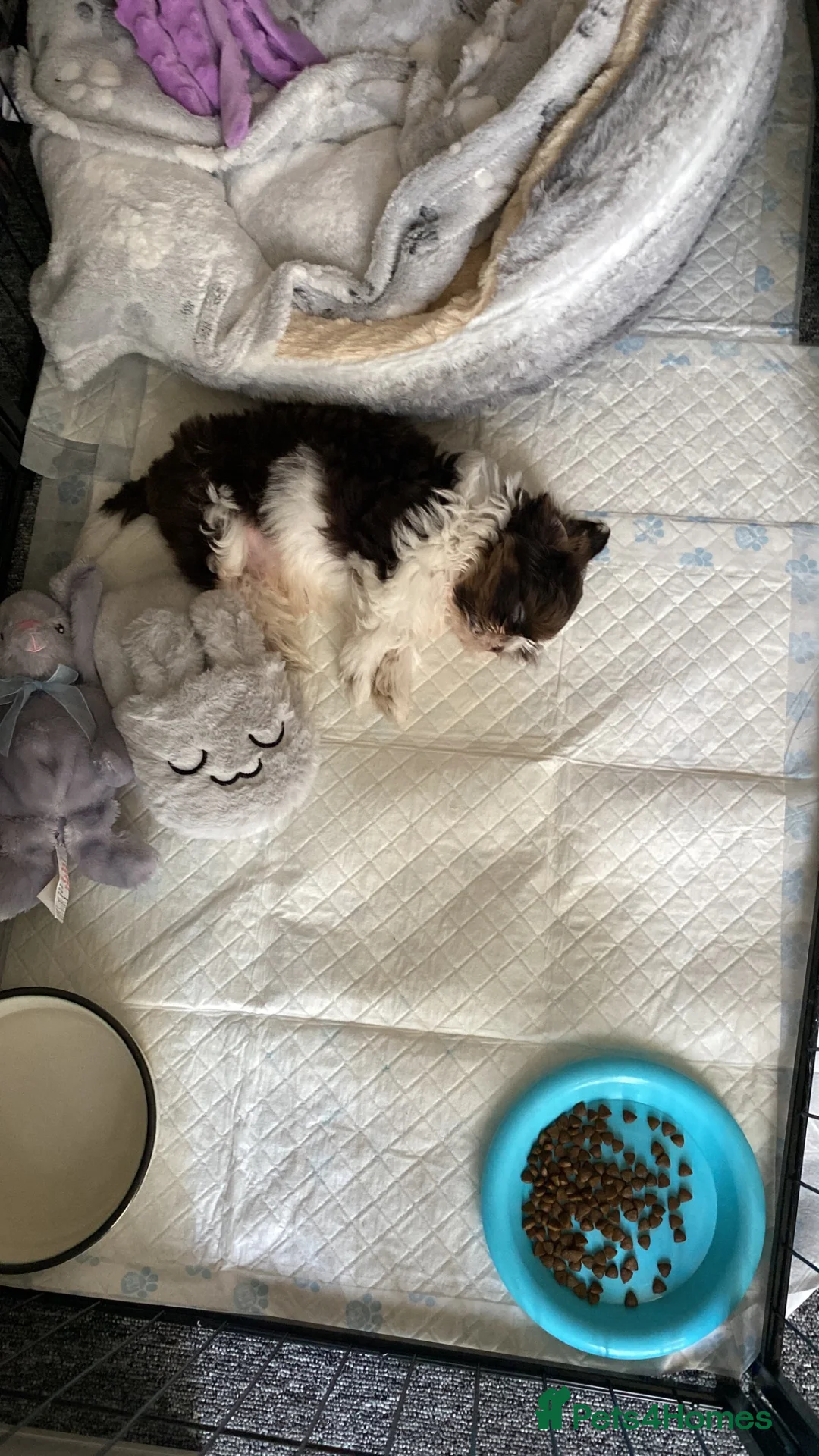 Shih Tzu dogs for sale: Imperial Shih Tzu  - Advert 4