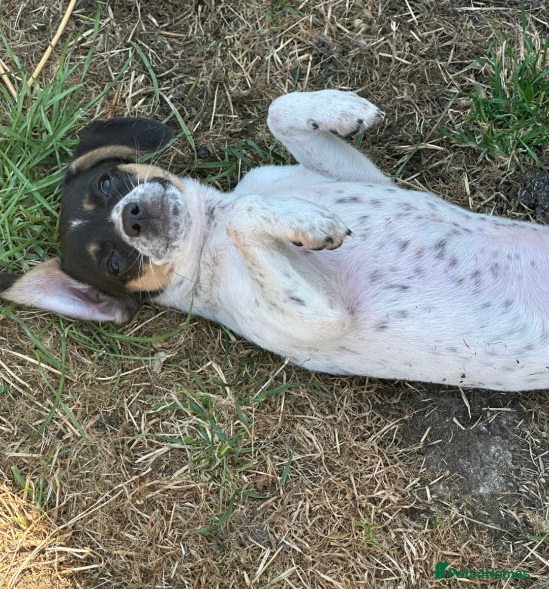 Jack Russell dogs for sale: Jack Russell Girl  - Image 3