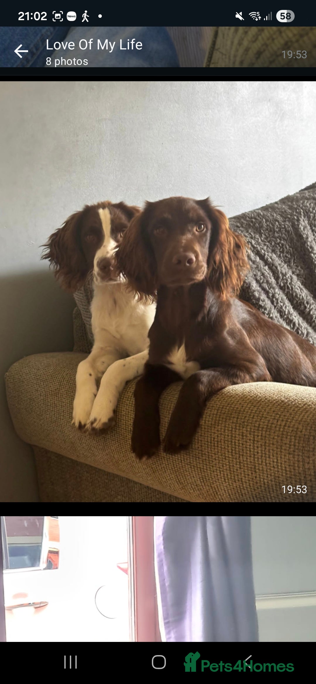 Cocker Spaniel dogs for sale: Two sprockers for sale - Advert 3