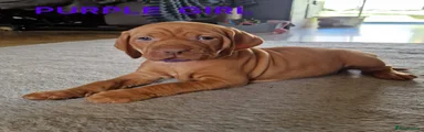 Hungarian Vizsla Puppy 7