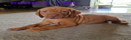 Hungarian Vizsla dogs for sale: READY TO LEAVE ,. 4 Beautiful girls left. - Advert 33