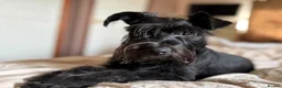 Miniature Schnauzer dogs for sale: Stunning Miniature Schnauzers - Advert 5