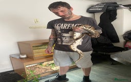 Python Snake reptiles for sale: Royal Python  - Image 2