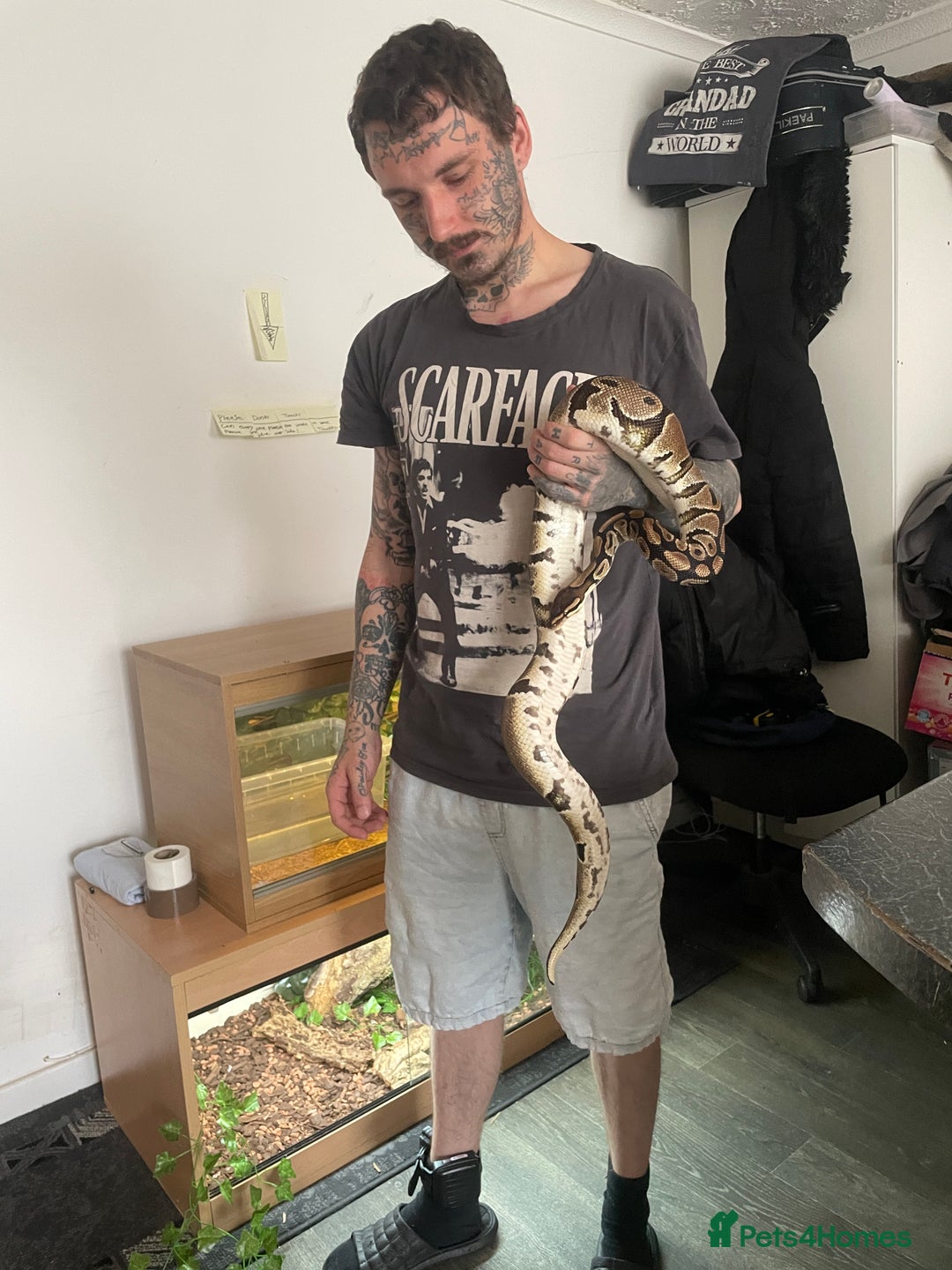 Python Snake reptiles for sale: Royal Python  - Image 2