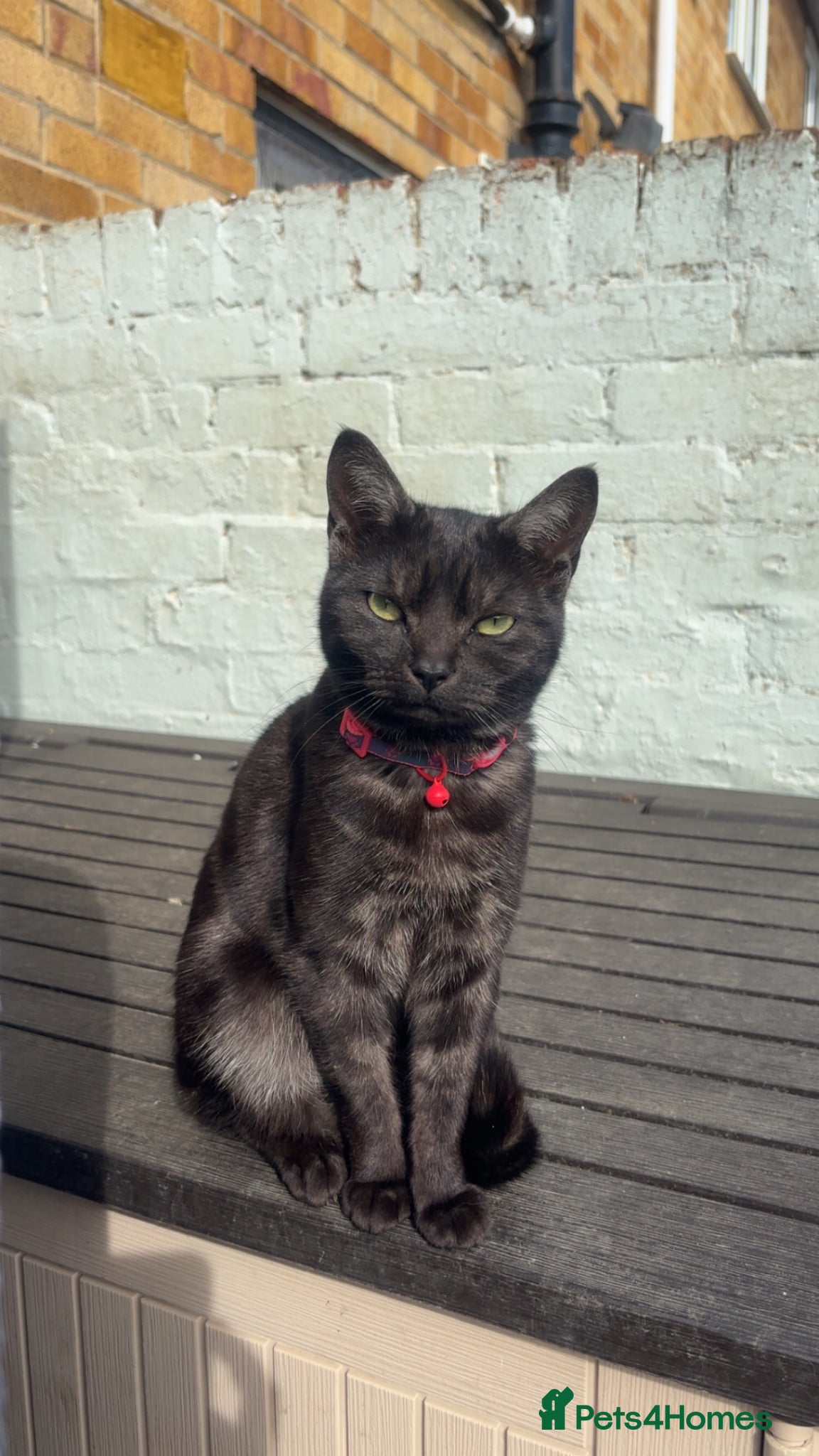 Mixed Breed cats Cats needing a new home  - Advert 1