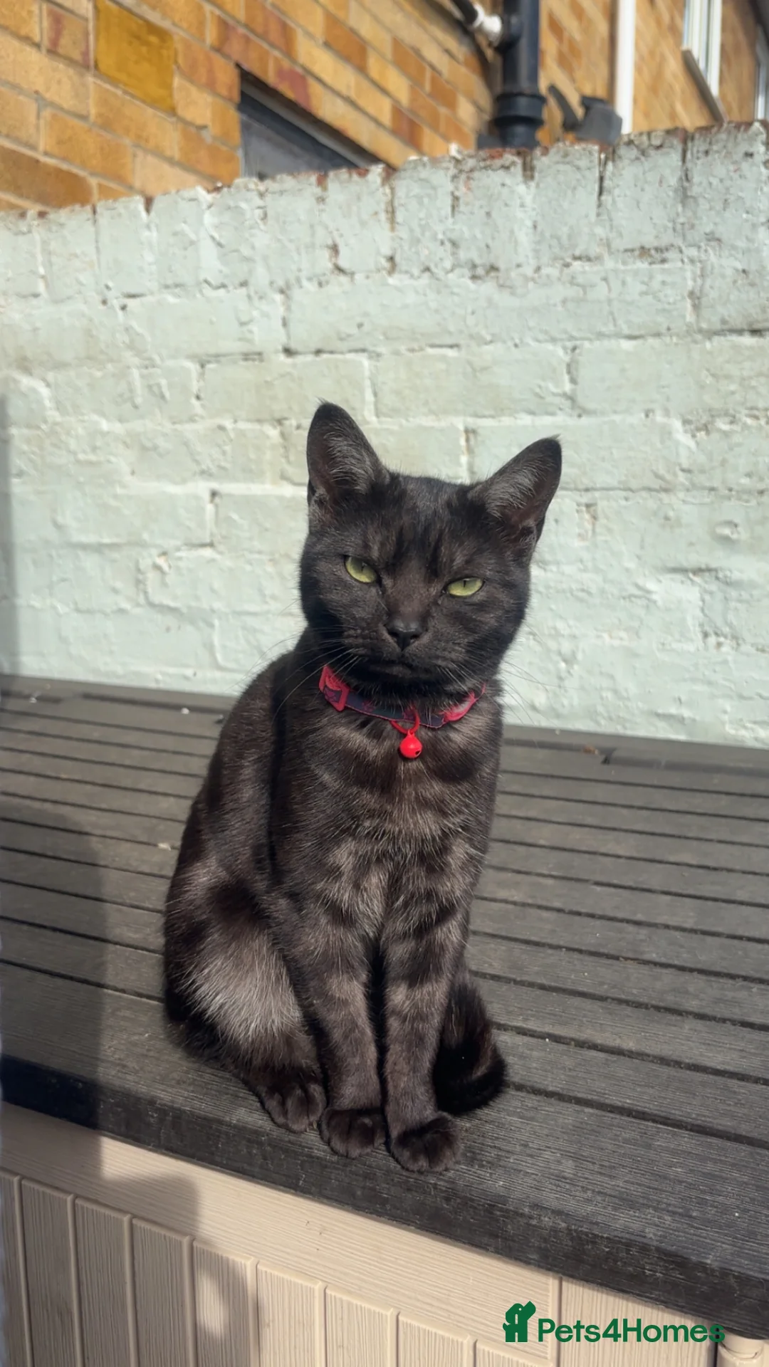 Mixed Breed cats for sale: Cats needing a new home  - Advert 1