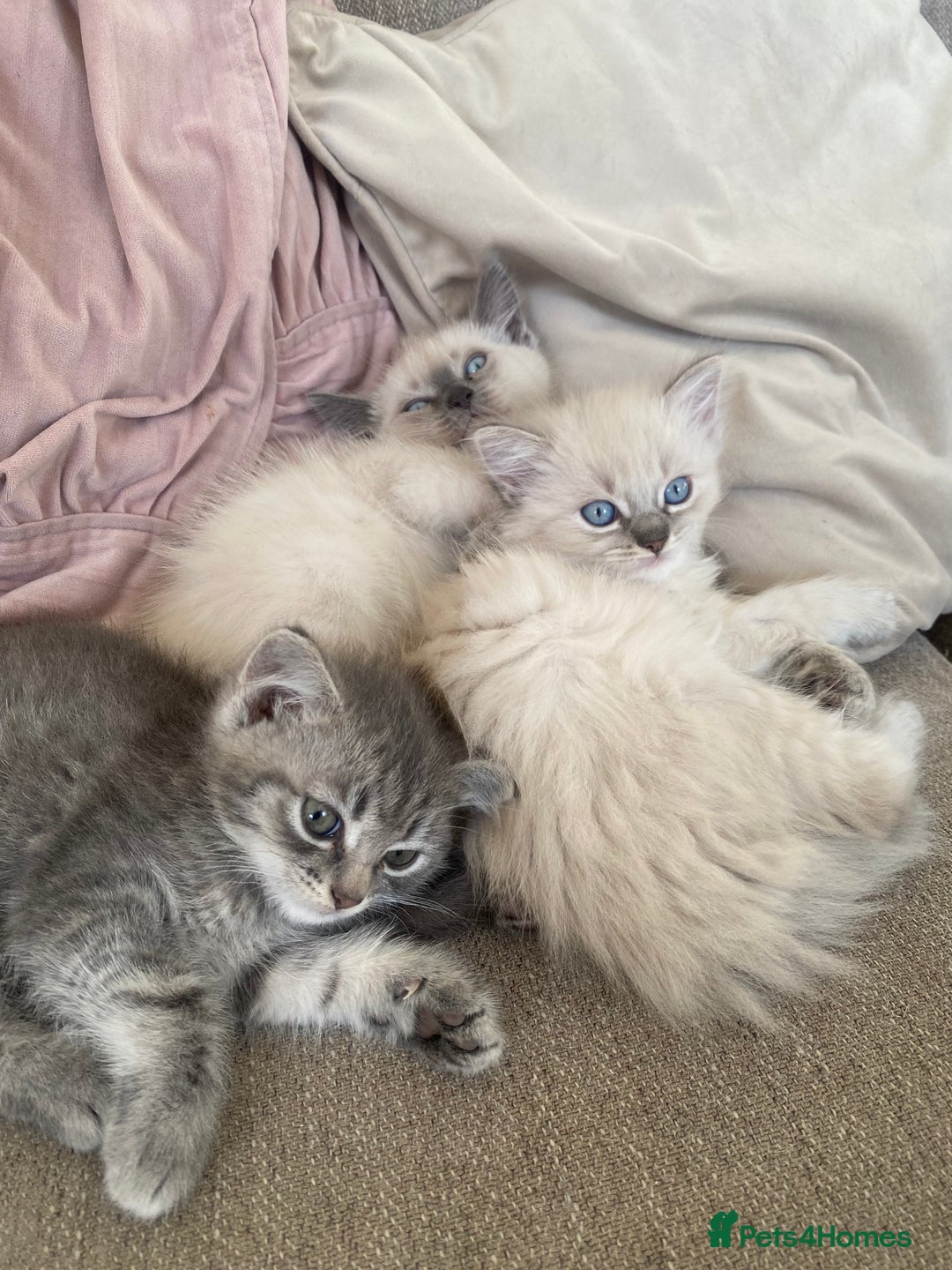 Siamese cats for sale: Beautiful Female Siamese kitten / 7 months/Dundee - Advert 8