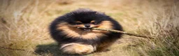 Pomeranian dogs for sale: Two Pom boys are looking for a loving families  - Advert 6