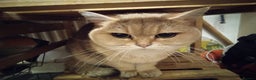British Shorthair cats for sale: BSH cats male and female  - Advert 1