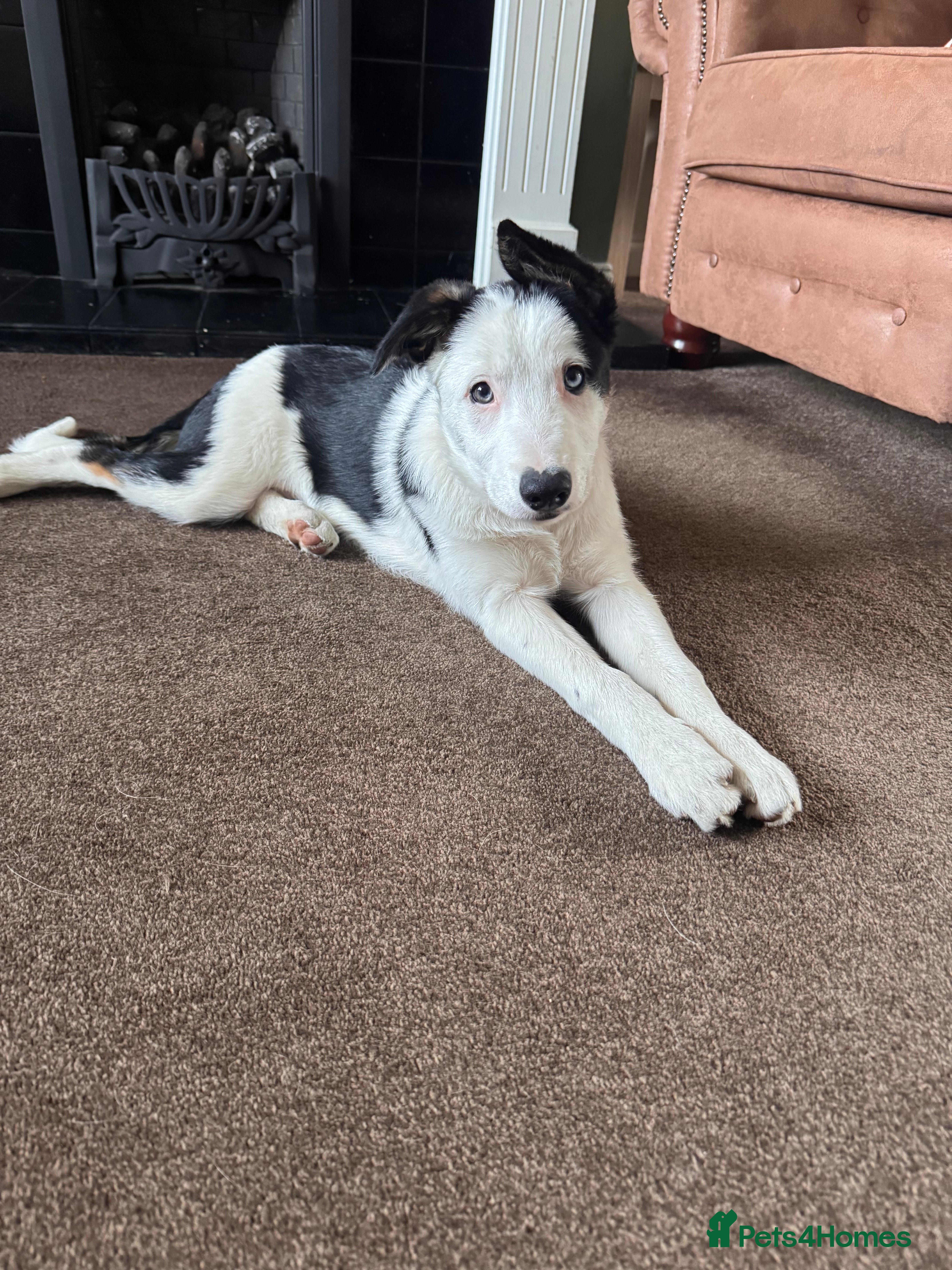 Border Collie dogs 1 Border Collie Pup - Health tested clear parents - Advert 6