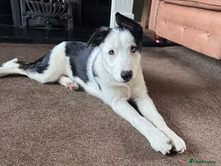 Border Collie dogs 1 Border Collie Pup - Health tested clear parents - Advert 6