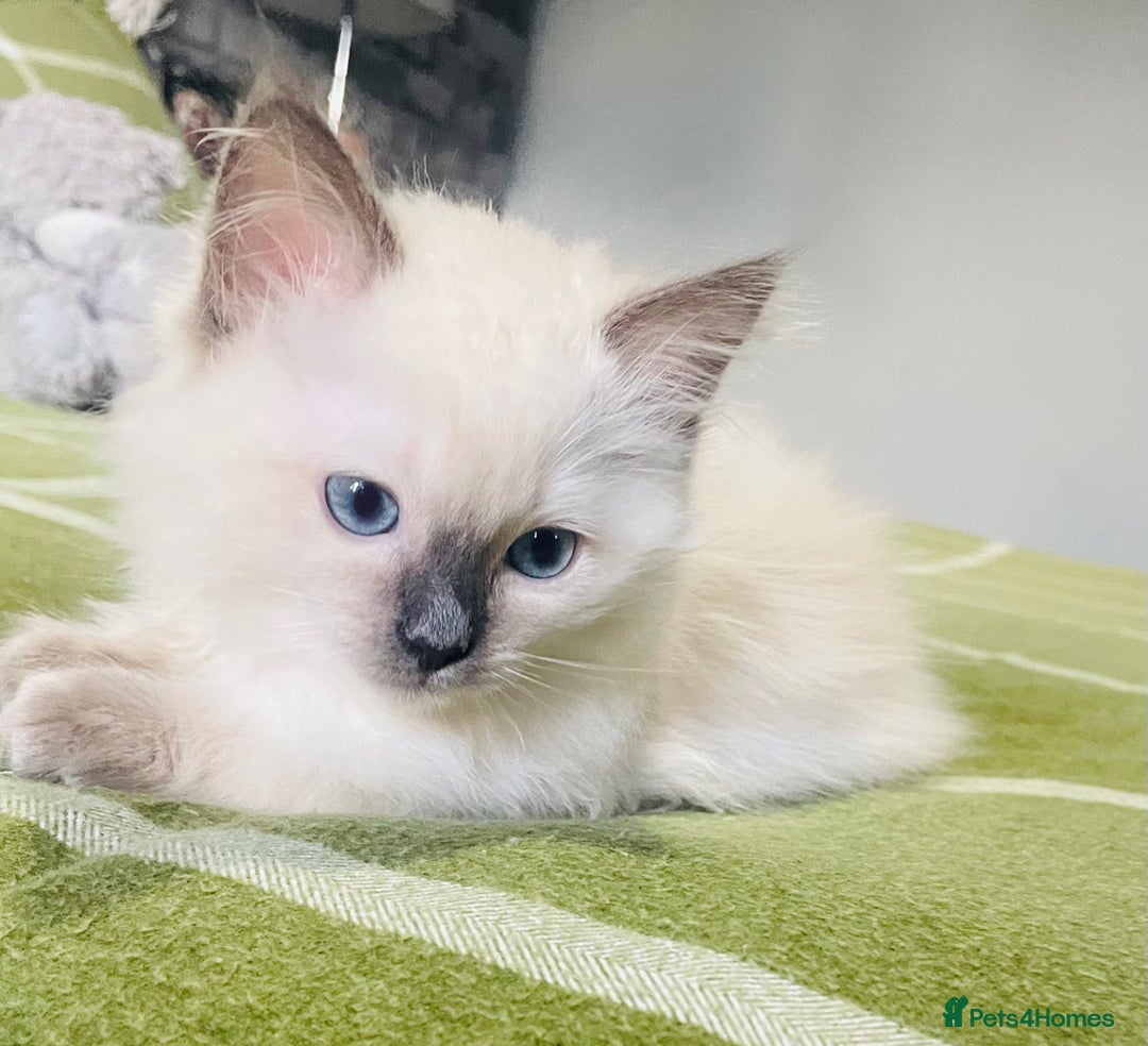 Ragdoll cats for sale: Ragdoll kittens (ready to leave now) - Image 16