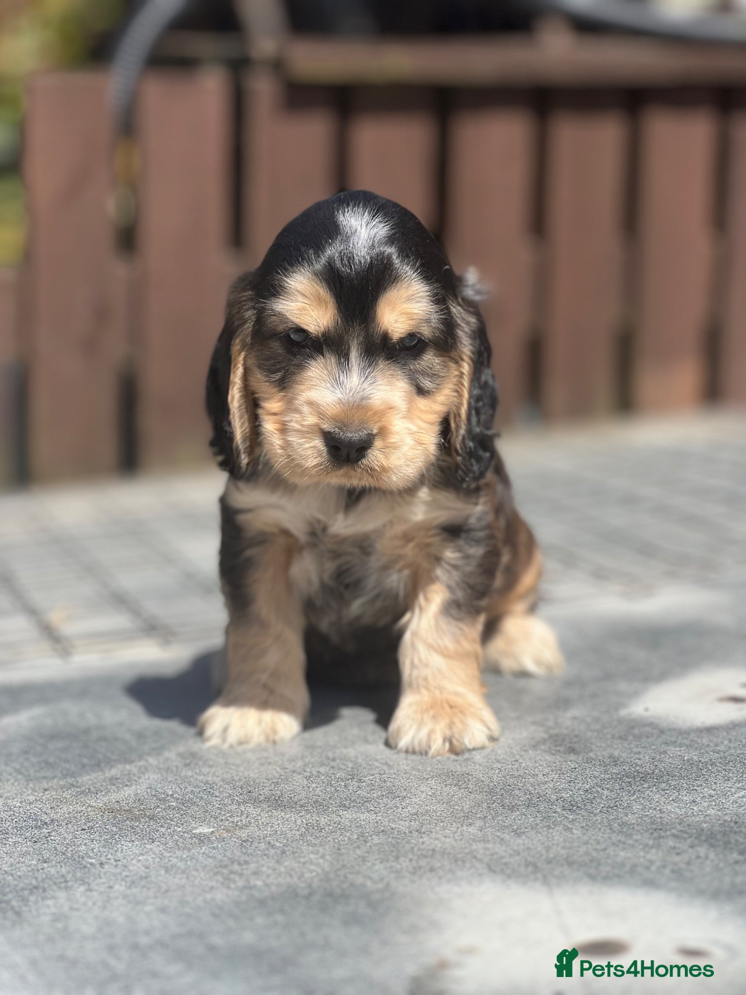 Cocker Spaniel dogs KC Registered Show-Type Cocker Spaniel Puppies - Advert 16