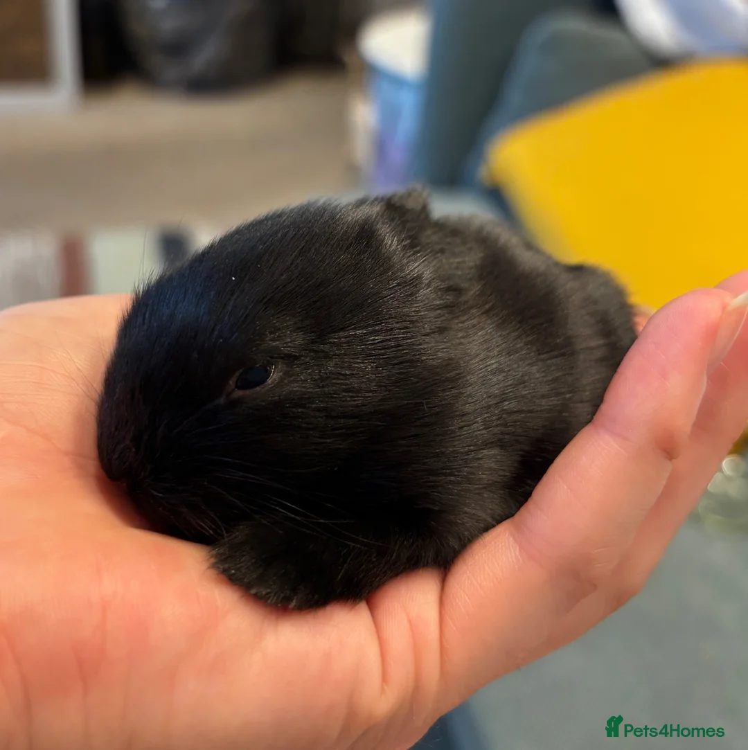 Mixed Breed rabbits for sale: Beautiful Baby Rabbits – Two Lovely Litters - Advert 2