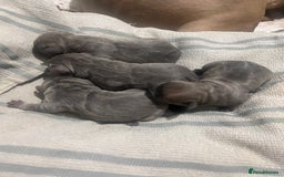 French Bulldog dogs for sale: French dog for sale  - Image 1