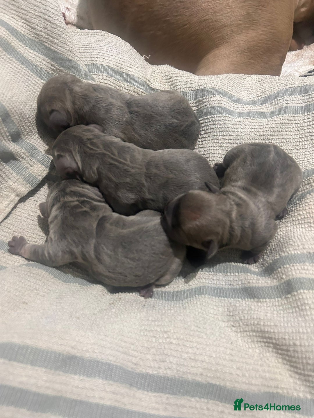 French Bulldog dogs for sale: French dog for sale  - Image 1