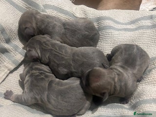 French Bulldog dogs - Advert 7