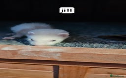 Ferret rodents for sale: Gill and hobs kit for sale  - Image 8