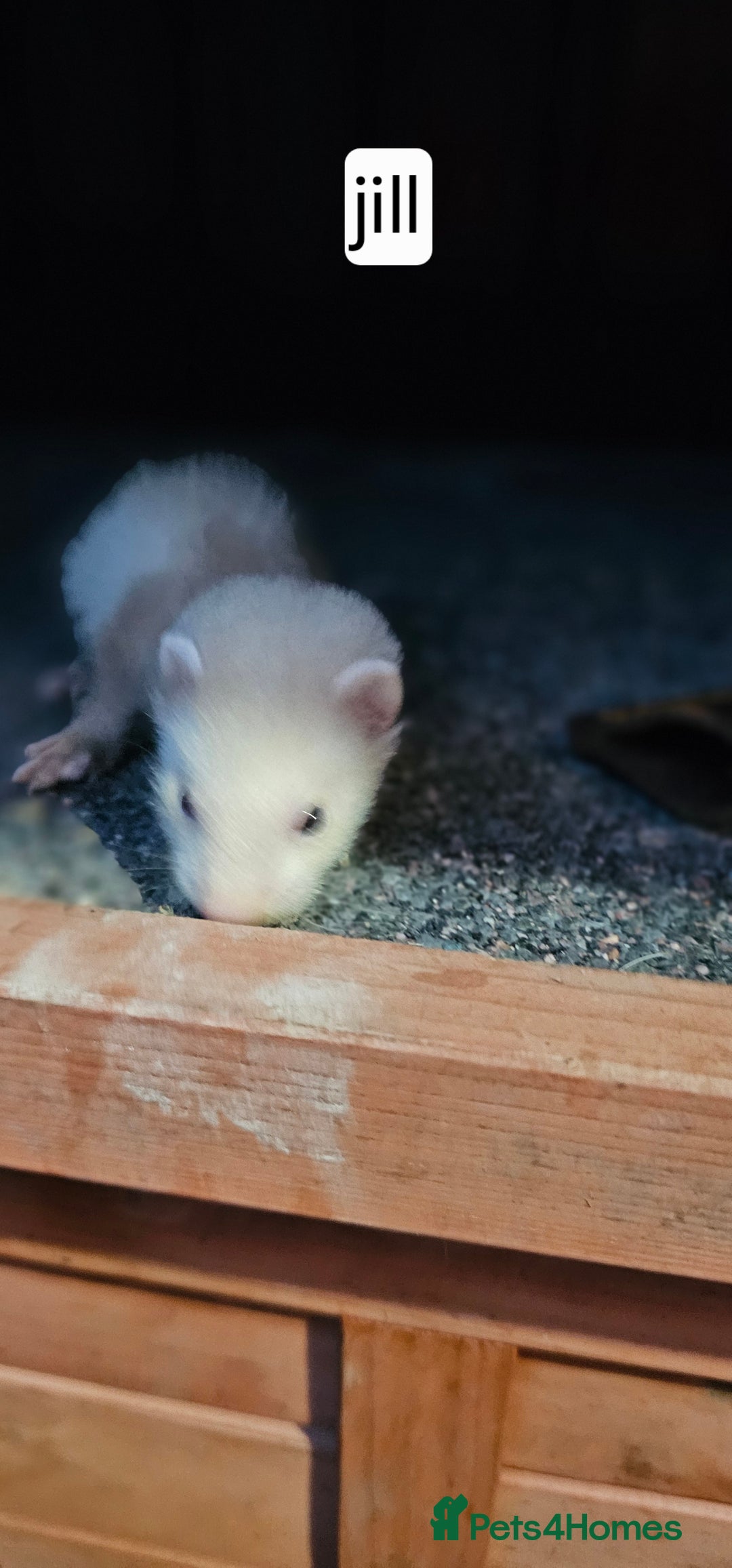 Ferret rodents for sale: Gill and hobs kit for sale  - Image 8