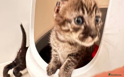 Savannah cats for sale: Stunning F3 Savannahs - Image 3