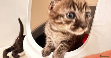 Savannah cats - Advert 12