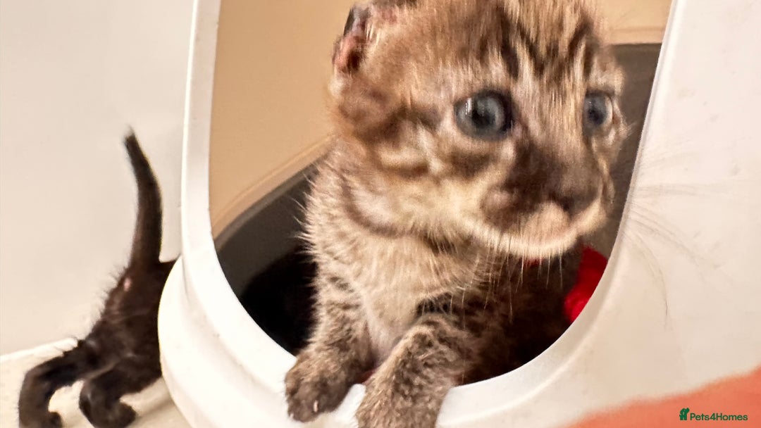 Savannah cats for sale: Stunning F3 Savannahs - Image 3