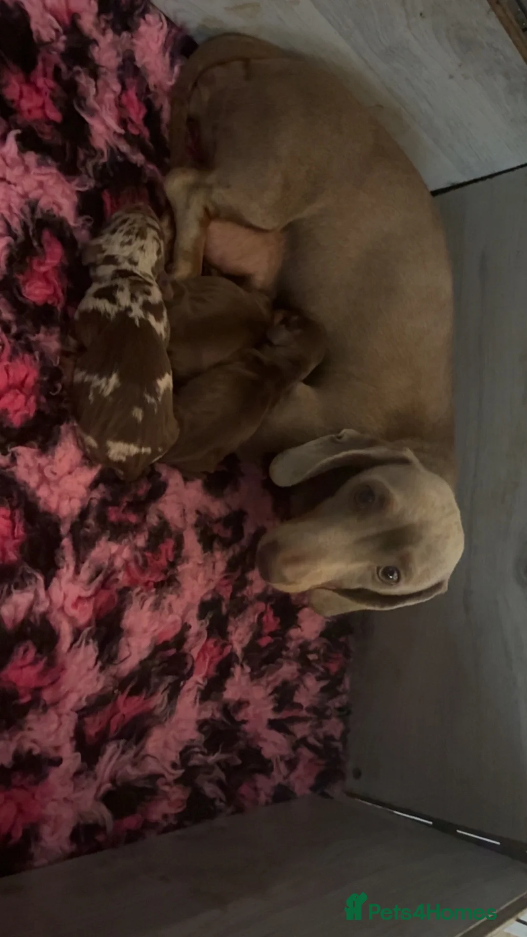 Miniature Dachshund dogs for sale: Miniature Daschund  - Advert 1