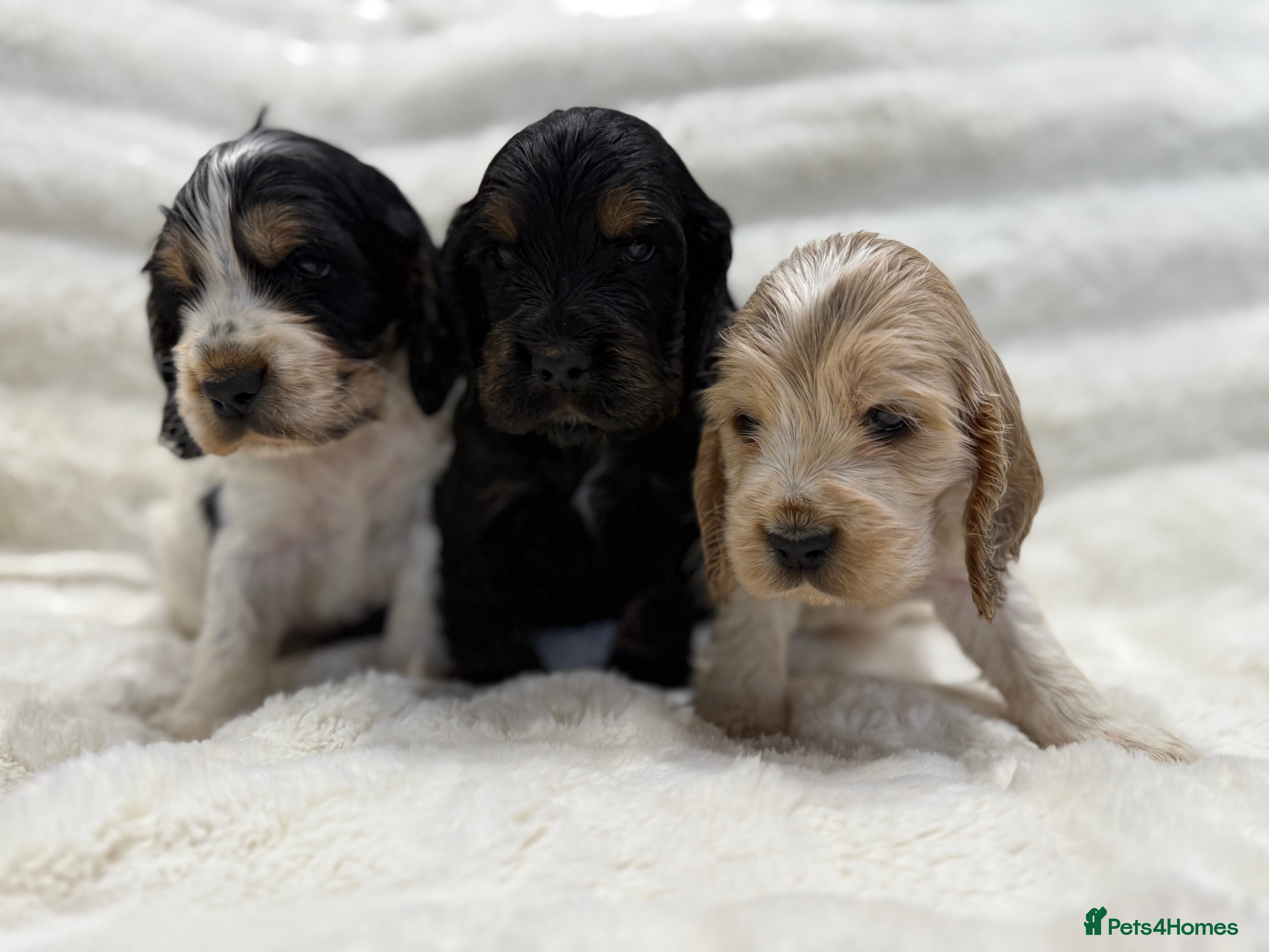 Cocker Spaniel dogs Kc Show type Cocker Spaniels  - Advert 4