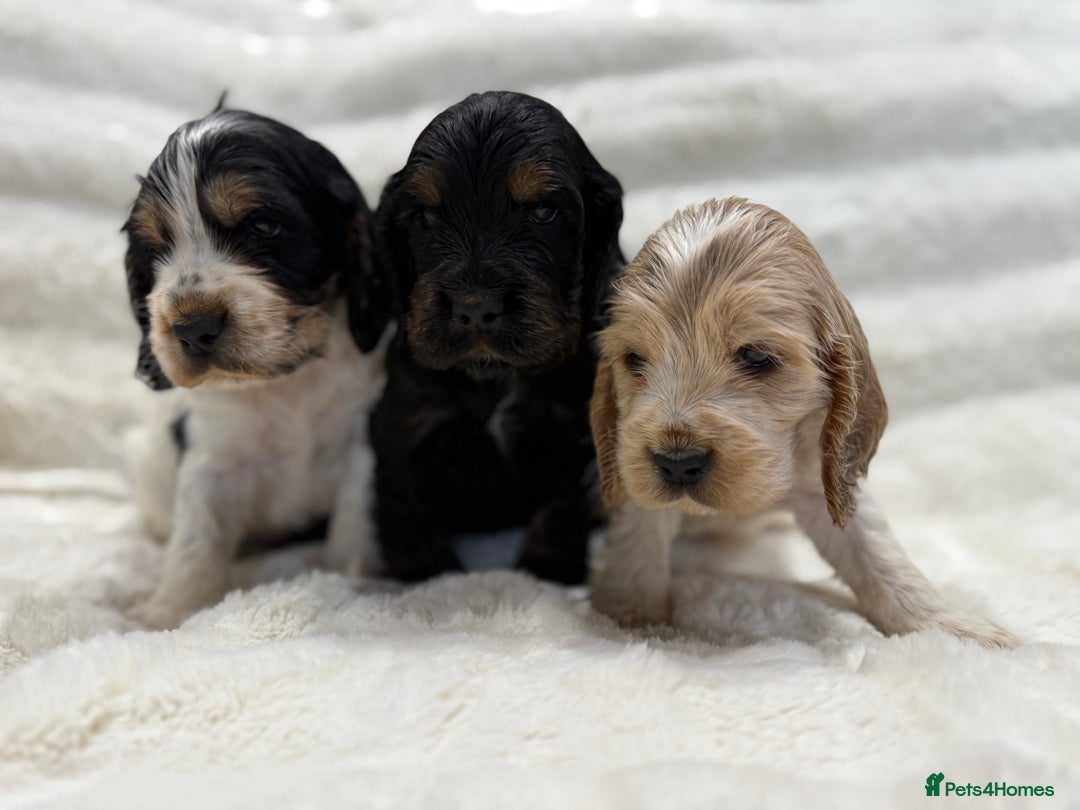 Cocker Spaniel dogs for sale: Kc Show type Cocker Spaniels  - Advert 4