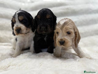 Cocker Spaniel dogs Kc Show type Cocker Spaniels - Advert 4