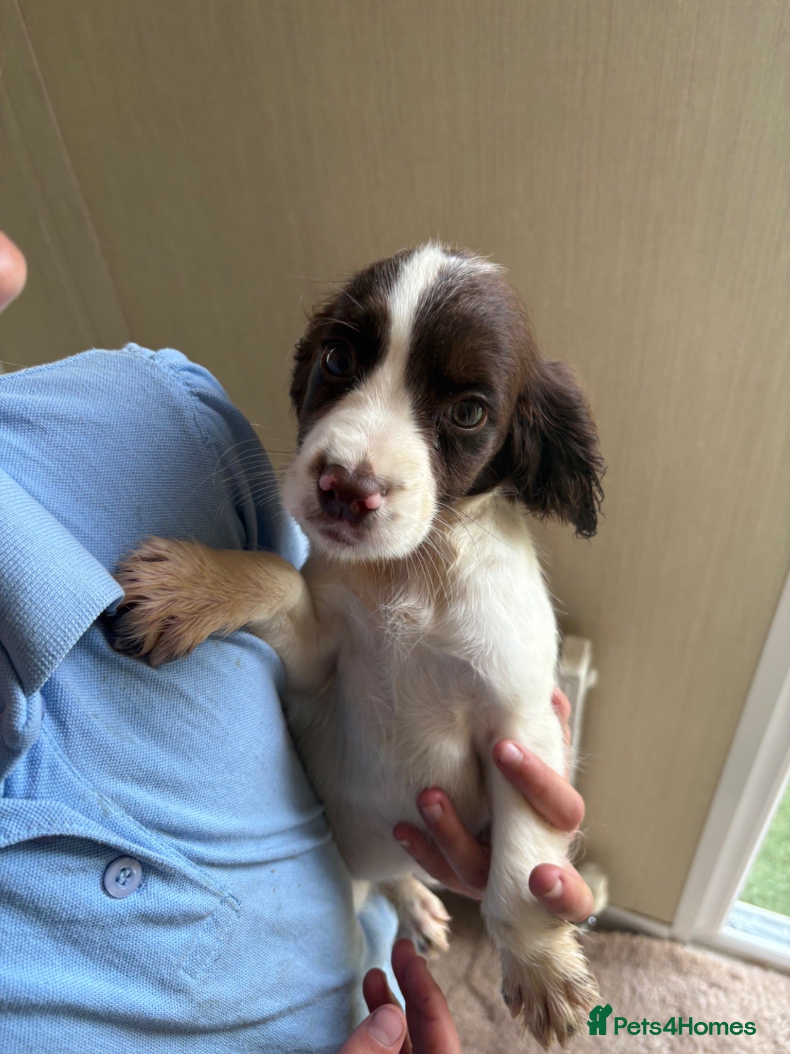 Cocker Spaniel dogs Ready to go Cockerspaniel puppies 1 girl left - Advert 2