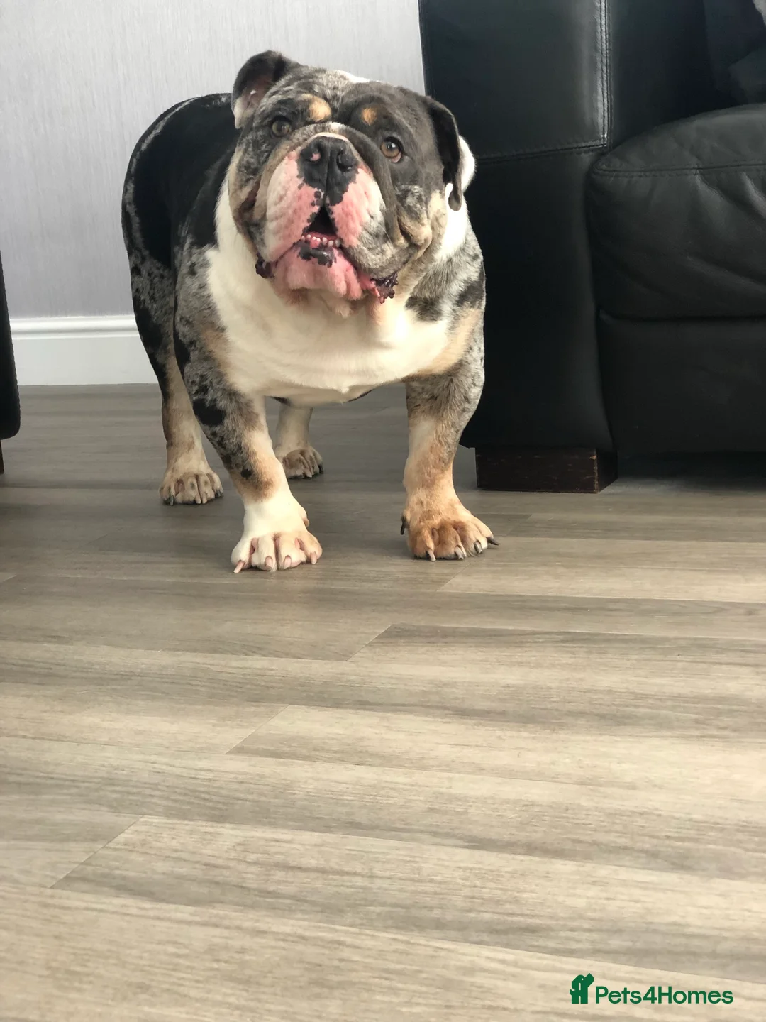 English Bulldog dogs for stud: Proven English Bulldog Stud - Blue Tri Merle in Romford - Advert 7