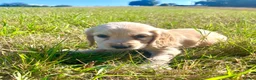 Cocker Spaniel dogs for sale: Beautiful litter of cocker spaniels  - Advert 4