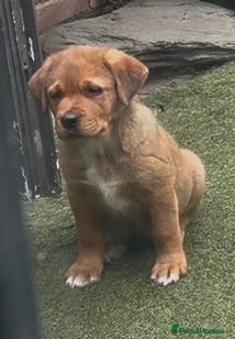 Mixed Breed dogs Central Asian Shepard x Rottweiler Puppies - Advert 2