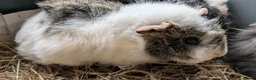 Guinea Pig rodents for sale: Beautiful Baby Guinea Pigs  - Advert 3