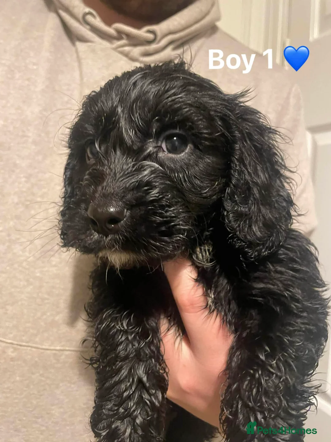 Cockapoo dogs for sale: Cockapoo Puppies (2 Boys, 2 Girls) - Advert 1