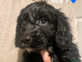 Cockapoo dogs Cockapoo Puppies (2 Boys, 2 Girls) - Advert 1