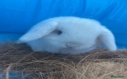 Dwarf Lop rabbits for sale: Cute little rabbits for sale - Image 5