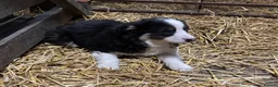 Border Collie dogs for sale: Border Collie Pups in Machynlleth - Advert 38