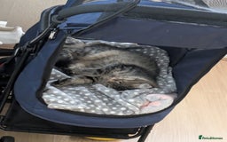 Domestic Shorthair cats for sale: Kind Homes Only – 4 Beautiful Healthy Kittens in Edgware - Image 18