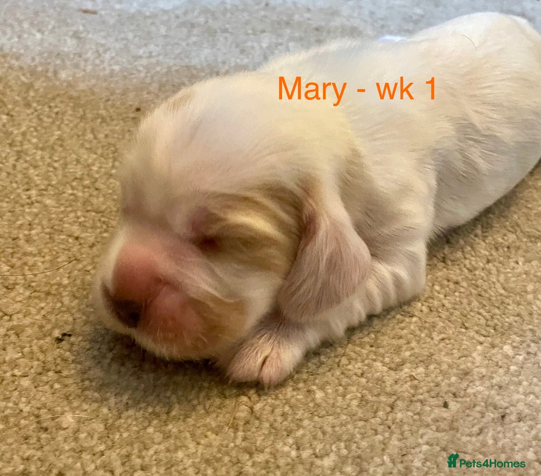 Cocker Spaniel dogs for sale: Your “furever” friend is here - Advert 34