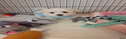 Bichon Frise dogs for sale: Cute little puppies  - Advert 20