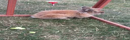 Lionhead rabbits for sale: Double mained lion head rabbit - Advert 5