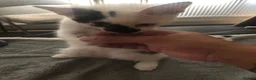 Mixed Breed cats for sale: Cute playful boy Kitten - Advert 11