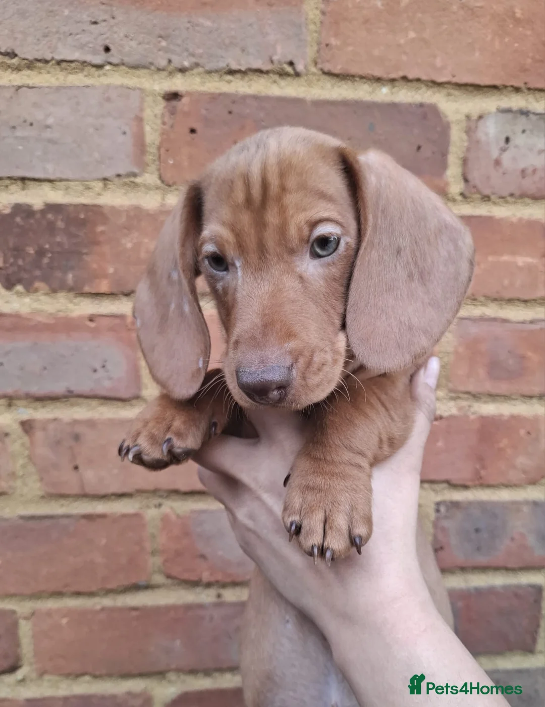 Miniature Dachshund dogs for sale: Miniature Dachshund Pups - Advert 6